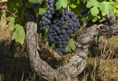 Exclusive Wine Tour: Sardinian Winery + Round-Trip Transfer - The Olbia ride: scenic stops, then a fixed-route feel