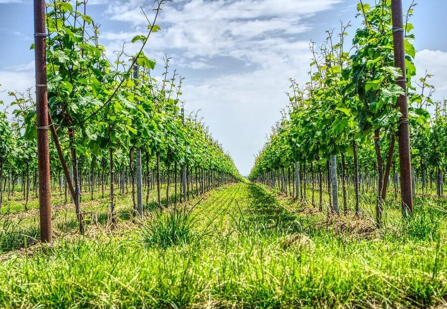 Exclusive Wine Tour: Sardinian Winery + Round-Trip Transfer - Language support: English-speaking guide plus multi-language audio