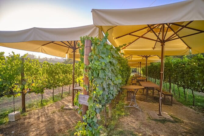 Exclusive Winery Tour with Tasting and Dinner in Chianti vineyard - Food Options and Wine Shipping: Two Details You’ll Be Glad Exist