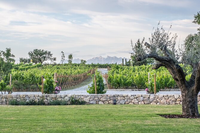 Familia Torres Winery: Gastronomic Tapas & Wine Experience - Free Time to Visit the Winery Shop (Bring Home a Bottle)