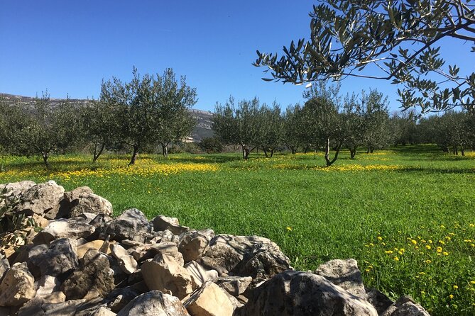 Family-run Vineyard Tour & Award Winning Wine Tasting/Delicacies - In the cellar: fermentation-tank pours and the tools of the trade