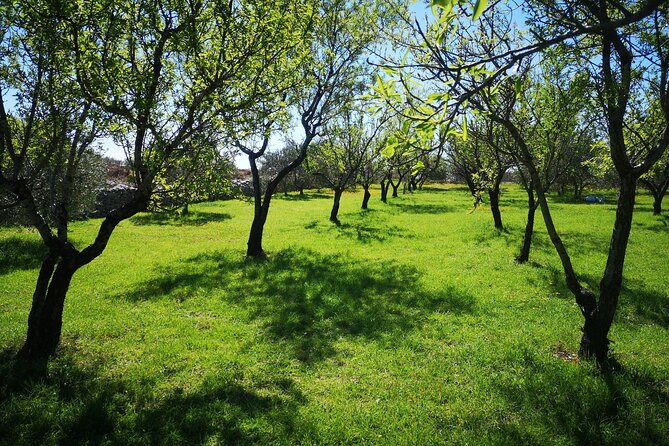 Family-run Vineyard Tour & Award Winning Wine Tasting/Delicacies - The tasting-and-food moment: Dalmatian classics with smart pairings