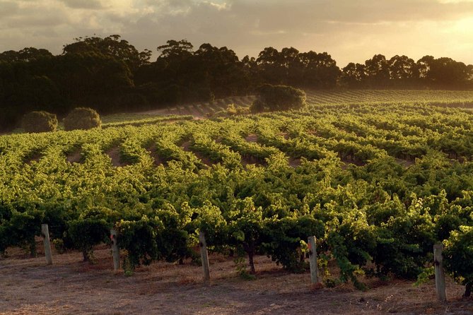 Flight to Leeuwin Winery for Lunch - Who should book this, and who might skip it