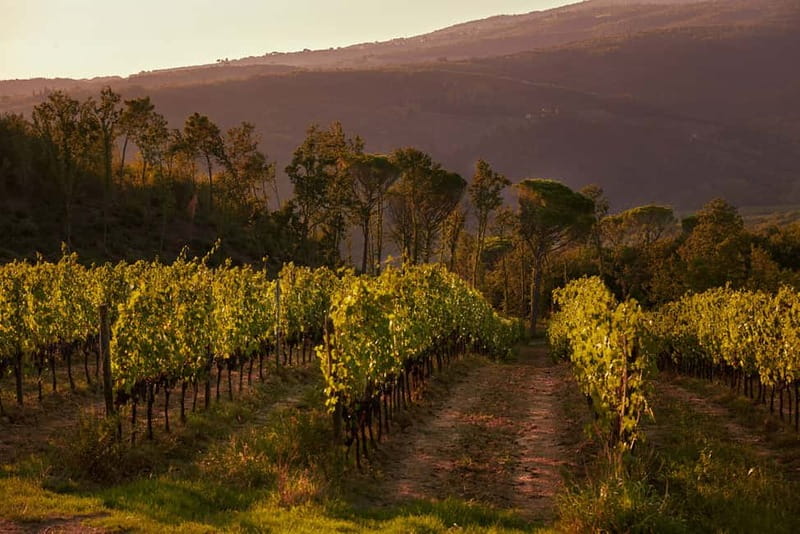Florence Hills : Winery Tour 18 km from Florence - Key things to look forward to