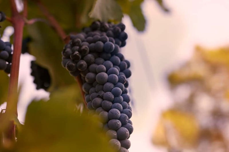 Florence Hills : Winery Tour 18 km from Florence - Tuscany’s wine hills, without the big-tour feeling
