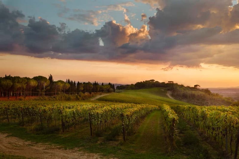 Florence Hills : Winery Tour 18 km from Florence - Organic farming: the certifications and rules you’ll hear about