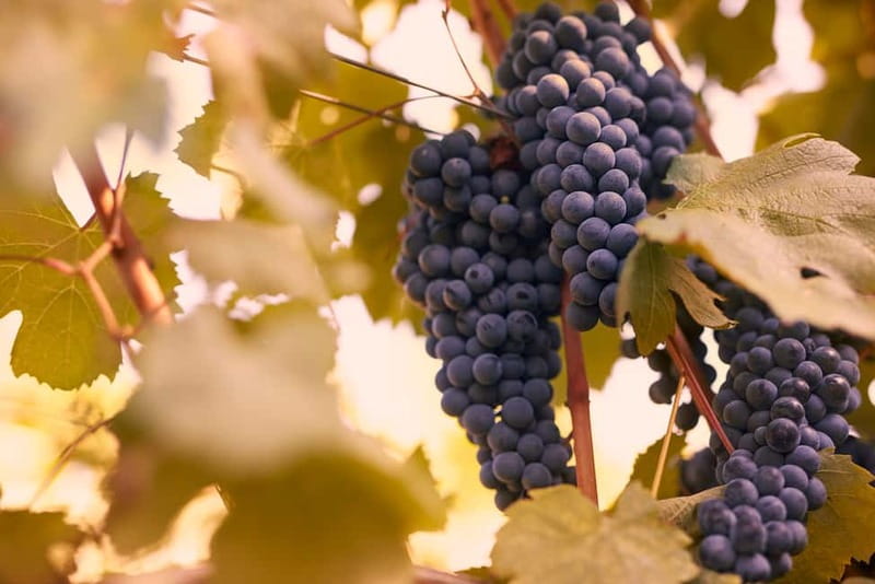 Florence Hills : Winery Tour 18 km from Florence - Getting to the winery hills: the one real constraint