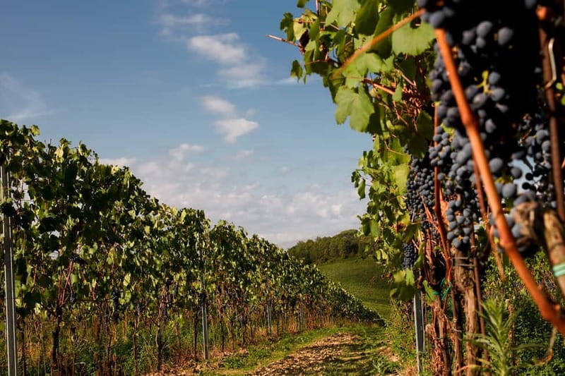 Florence Hills : Winery Tour 18 km from Florence - How the 1.5-hour visit is likely to flow