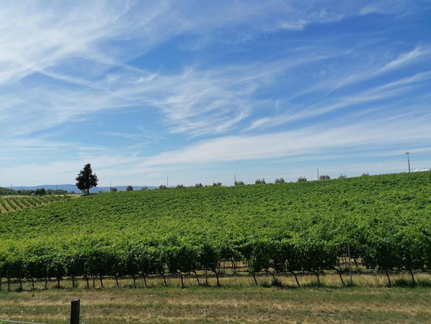 Florence: Private Vintage Fiat500 Countryside & Winery Lunch - Should You Book This Private Fiat 500 Countryside & Winery Lunch?