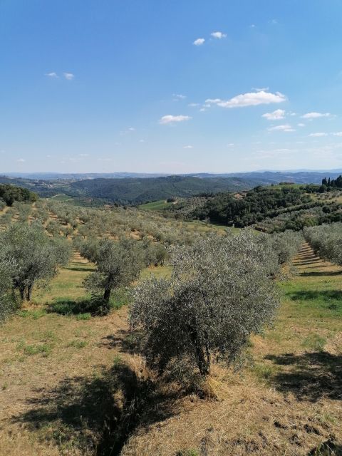 Florence: Private Vintage Fiat500 Countryside & Winery Lunch - The Farm and Winery Lunch: Wine, Olive Oil, and the Real Tuscan Meal
