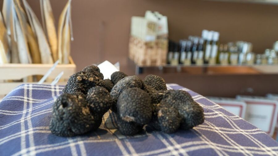 Florence: Truffle Hunting and Vinci with Lunch and Winery - Key things to know before you go