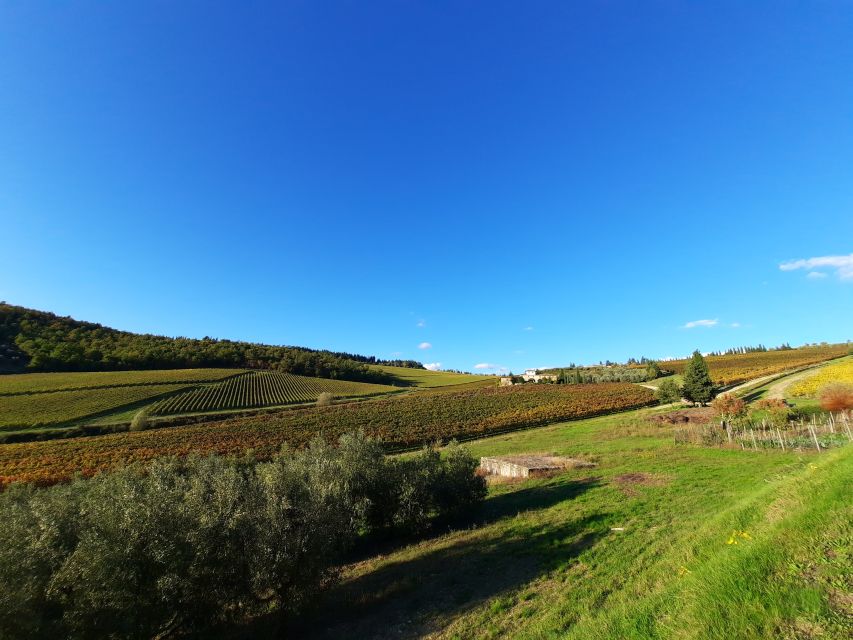 Florence Wine Tour with Traditional Lunch, Private Winery - The Chianti Hills Winery Story: What a Private Visit Gets You