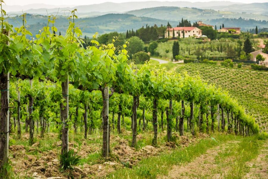 Frascati Private Tour w/ Lunch & Wine Tasting in a Vineyard - Key things to know before you go