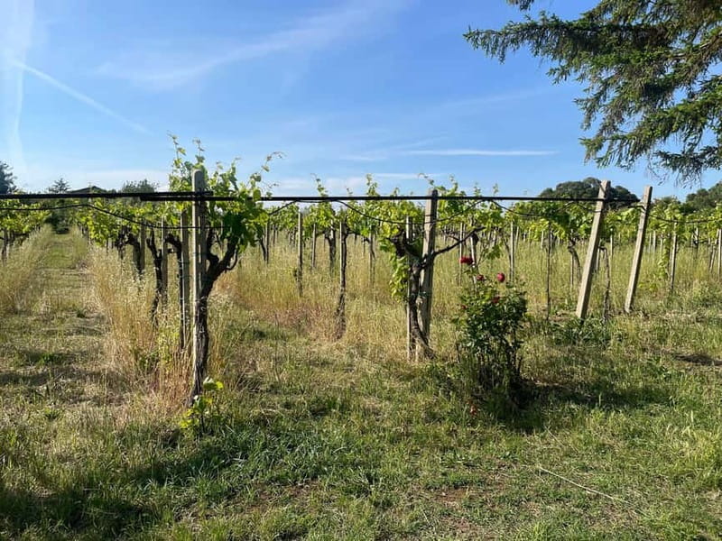 Frascati: Vineyard Wine Tasting Tour with Snacks - The Walking Vine Tour: Views, Movement, and Room to Breathe