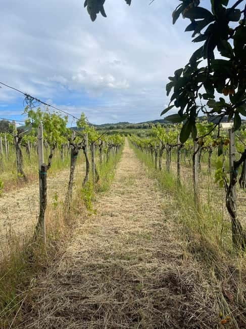Frascati: Vineyard Wine Tasting Tour with Snacks - Should You Book This Frascati Wine Tasting Tour?
