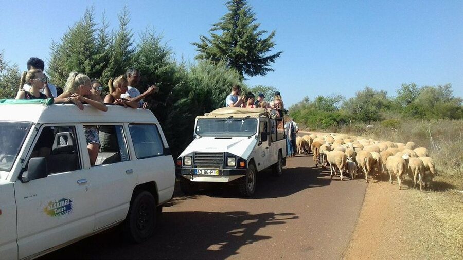 From Albufeira: 4x4 Off-Road Safari & Vineyard Wine Tasting - Cork Oak Stops: What You Learn About the Cork Producing Process