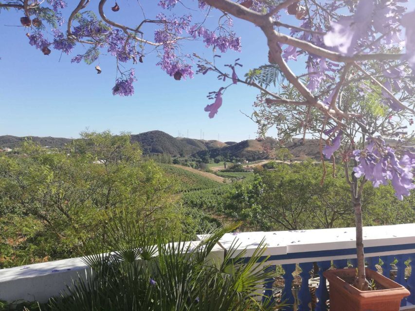 From Albufeira: Wine Tasting & Historic Silves Tour - How this half-day tour really feels