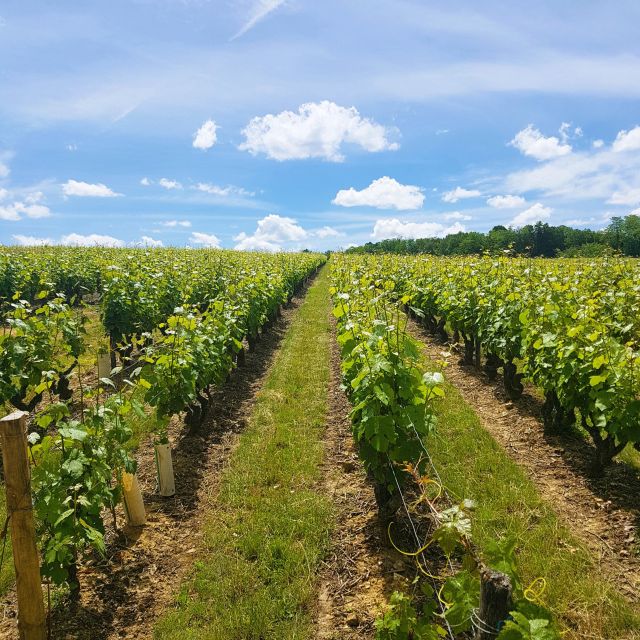 From Amboise: Villandry, Azay-le-Rideau & Local Wineries - Tips for making the most of the day
