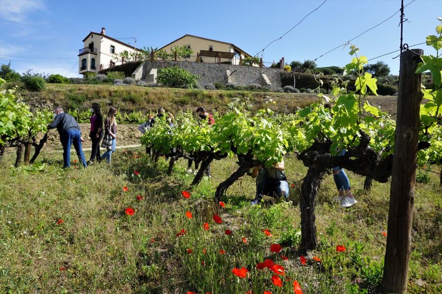 From Barcelona: E-Bike and Sailing Tour with Wine Tastings - Alella vineyard time: tasting wine with context (and snacks)