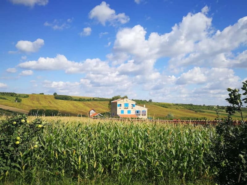 From Belgrade: Novi Sad & Fruska gora & winery and monastery - A full-day route that links Serbia in one loop