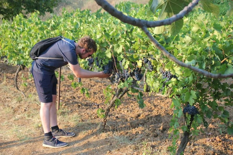 From Berat: Guided Winery Tour with Transfers and Tastings - Berat’s wine scene: why this tour feels local