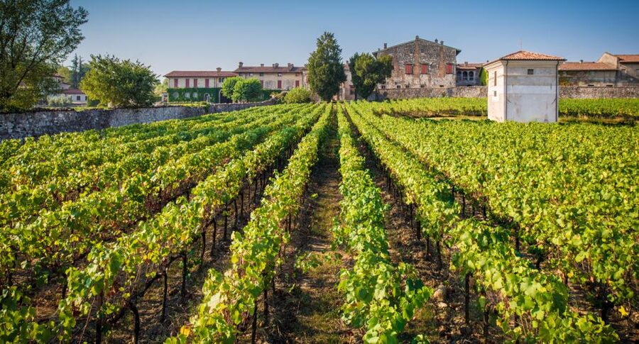 From Bergamo: Winery Tour in Franciacorta with Lunch - Lake Iseo lunch: three courses and a view with your wine