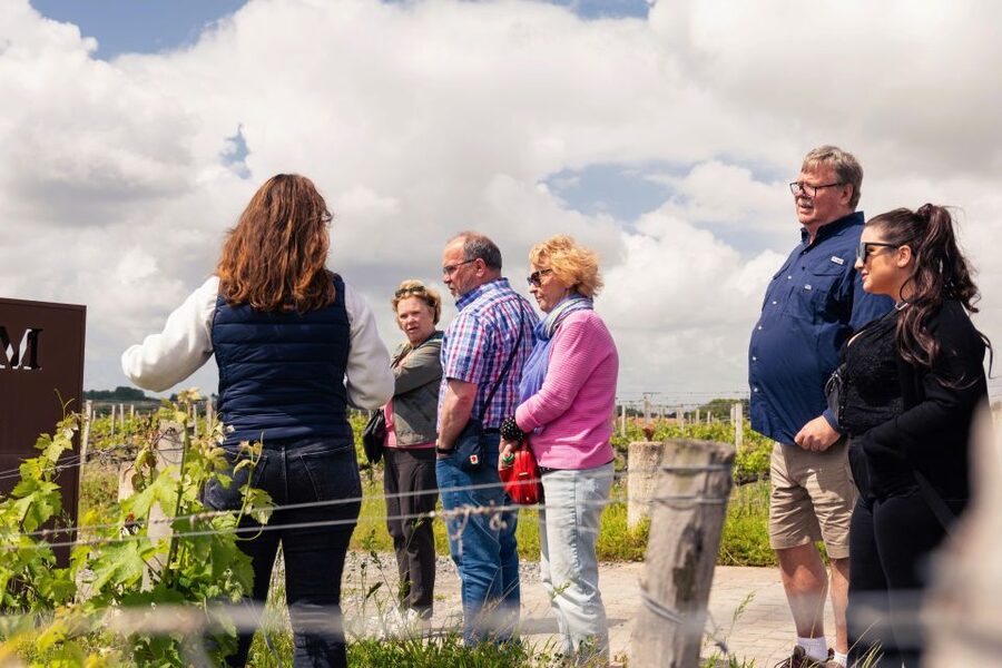 From Bordeaux: Essential Morning Tour with Wine Tasting - The Family-Run Estate Visit: Vineyard Walk to Cellar Reality