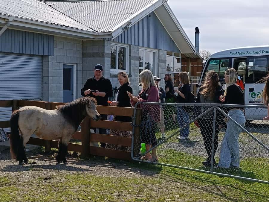 From Christchurch: Sheep Farm Day Trip with Lunch & Winery - Key Things You’ll Notice on This Day Trip