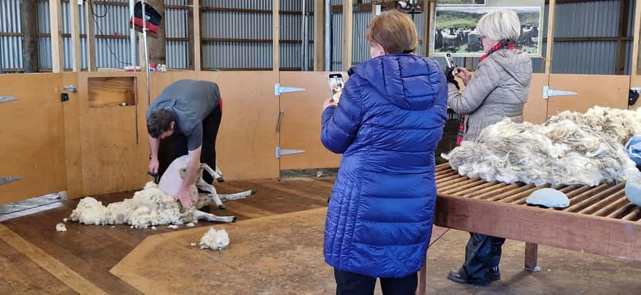 From Christchurch: Sheep Farm Day Trip with Lunch & Winery - FAQ