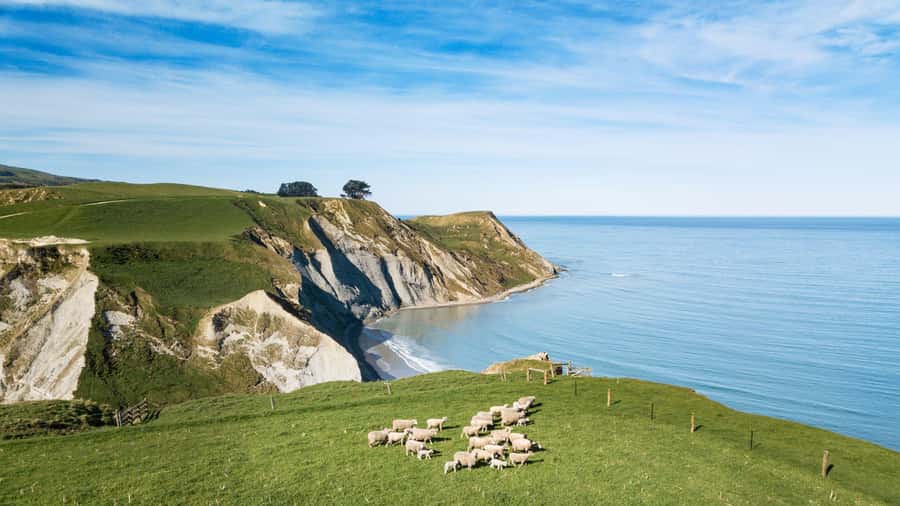 From Christchurch: Sheep Farm Experience with Lunch & Winery - Key Points at a Glance