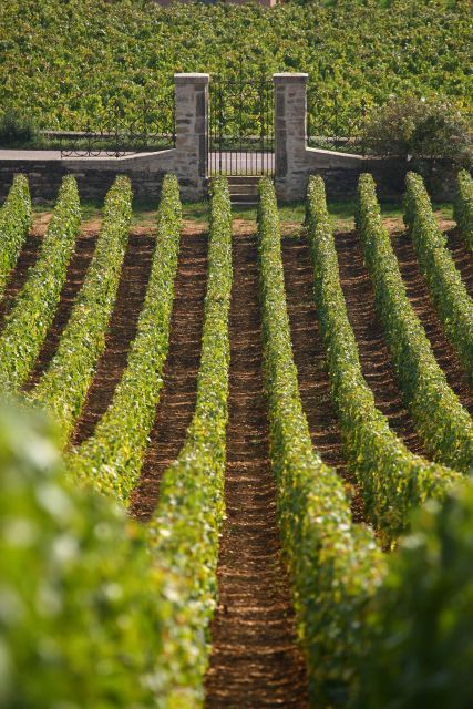 From: Dijon/Beaune: Burgundy Region Winery Tour with Lunch - Route des Grands Crus and a traditional village: scenery that supports the story