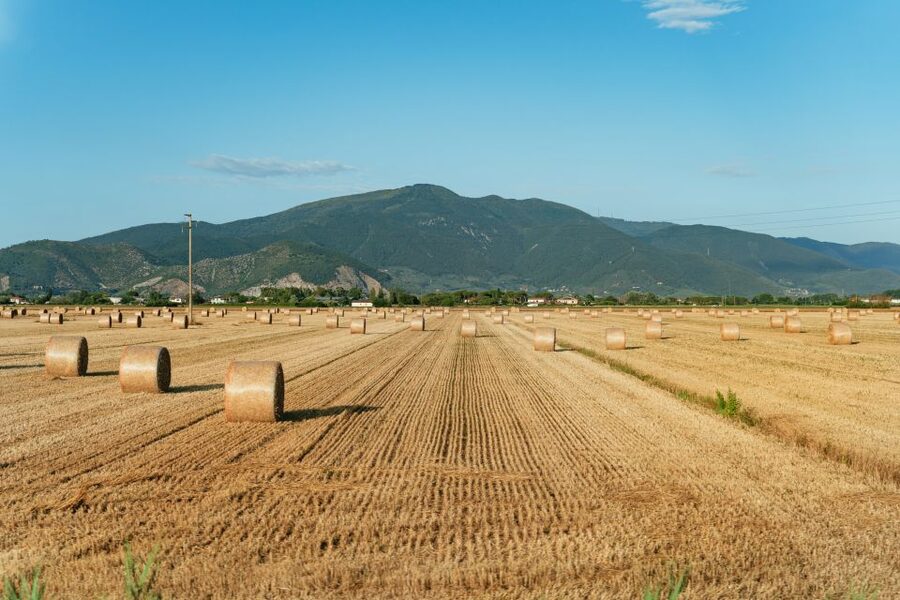 From Florence: Siena, San Gimignano, Pisa & Lunch at Winery - Tips to get the most: shoes, timing, and food expectations