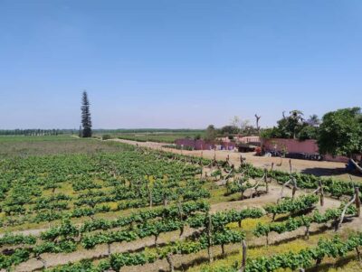 From Ica or Huacachina: Tour to Tacama Vineyard and Artisanal Winery. - Hacienda Tacama: the oldest winery stop and what you’ll actually do