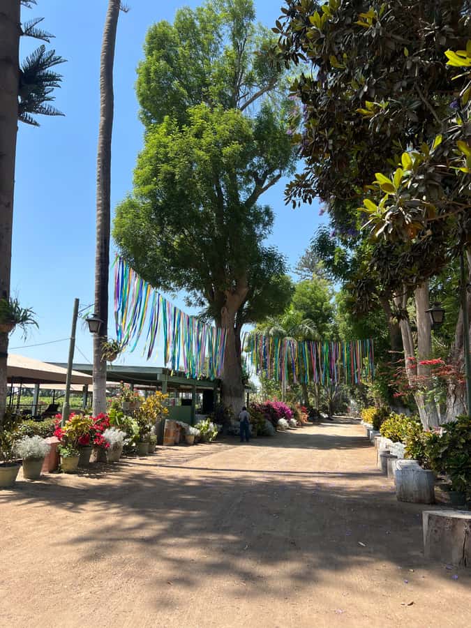 From Ica or Huacachina: Tour to Tacama Vineyard and Artisanal Winery. - Tasting pisco, wine, and pisco cream: how to enjoy it without overdoing it