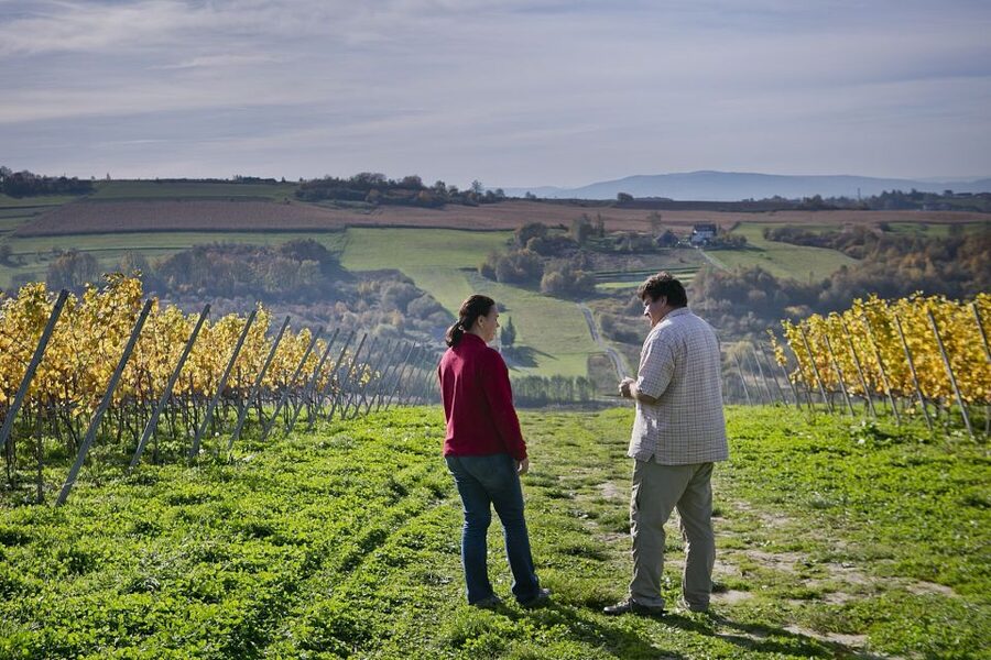 From Krakow: Wine Tasting at Vineyard - Should You Book This Tour?