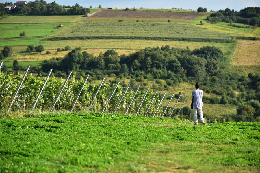 From Krakow: Wine Tasting at Vineyard - Small-Group Comfort and What Can Go Wrong