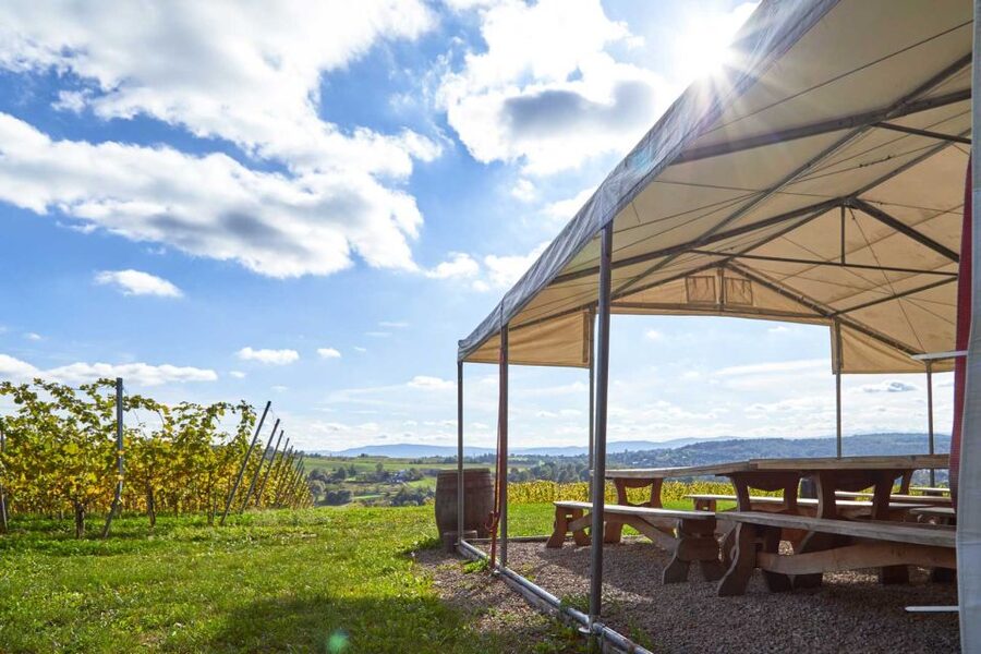From Krakow: Wine Tasting at Vineyard - Who Should Book This Wine and Cider Tasting?