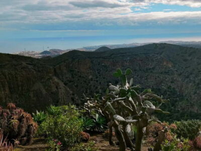 From Las Palmas: Half day tour Volcano Bandama & Vineyard - Tafira Botanical Garden: palms, dragon trees, and endemics