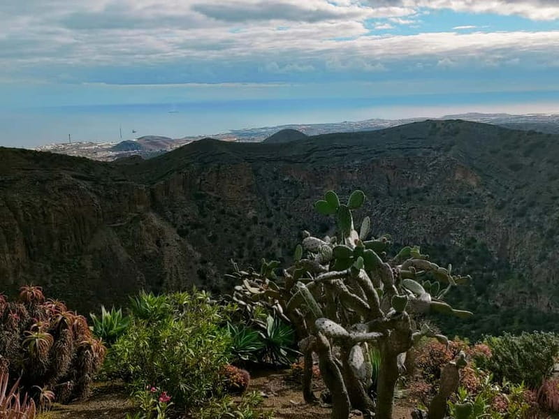 From Las Palmas: Half day tour Volcano Bandama & Vineyard - Tafira Botanical Garden: palms, dragon trees, and endemics