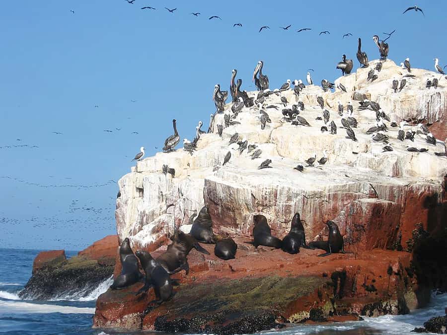 From Lima: Ballestas Islands, Huacachina, and Vineyard Tour - Timing, Comfort, and What to Pack for a Long Day