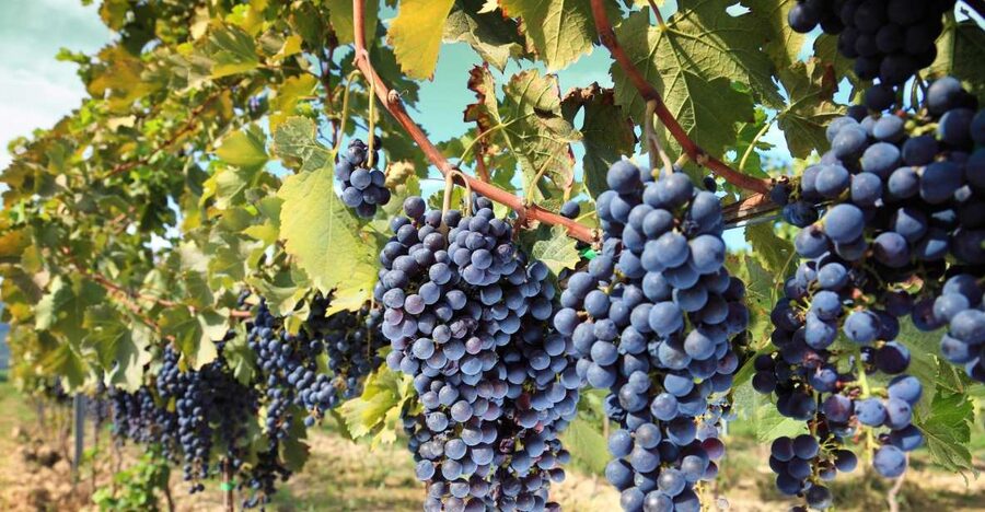 From Madrid: Alcalá de Henares, Winery Tour & Wine Tasting - Getting there: round-trip van from Madrid (and where to wait)