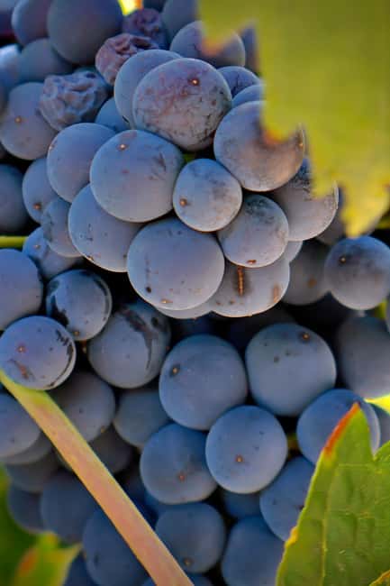 From Madrid: Visit Cuenca and a vineyard in the Spanish Tuscany - Key things you’ll remember from this Cuenca and vineyard day
