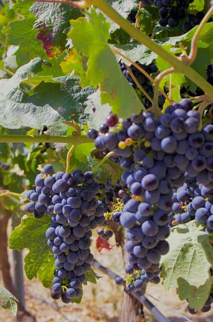 From Madrid: Visit Cuenca and a vineyard in the Spanish Tuscany - San Pablo Bridge: the shortcut to the best Hanging Houses views