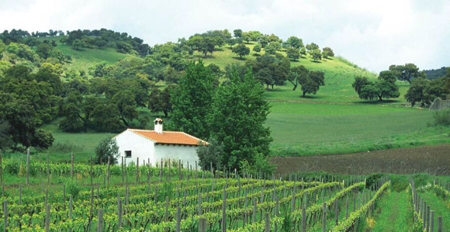 From Marbella: Ronda Tour Wineries Tour with Lunch - Key Things I’d Focus On
