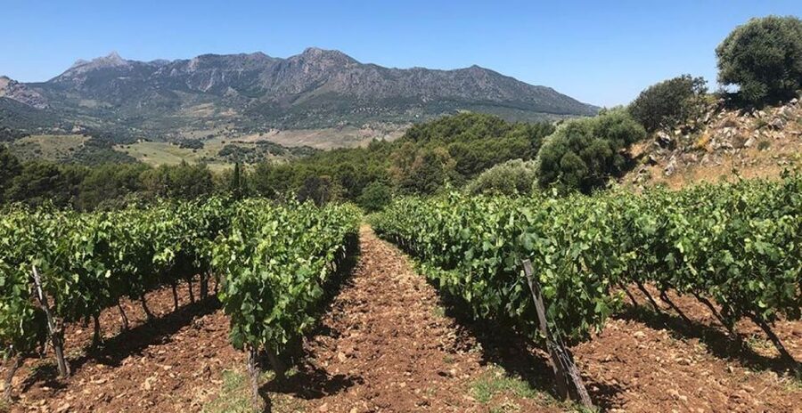 From Marbella: Ronda Tour Wineries Tour with Lunch - From Marbella to Ronda: The Scenic Setup You’ll Actually Feel