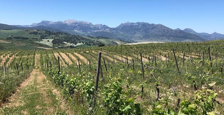 From Marbella: Ronda Tour Wineries Tour with Lunch - Winery Stop One: Boutique-Style Reds with Iberian Cheese and Ham