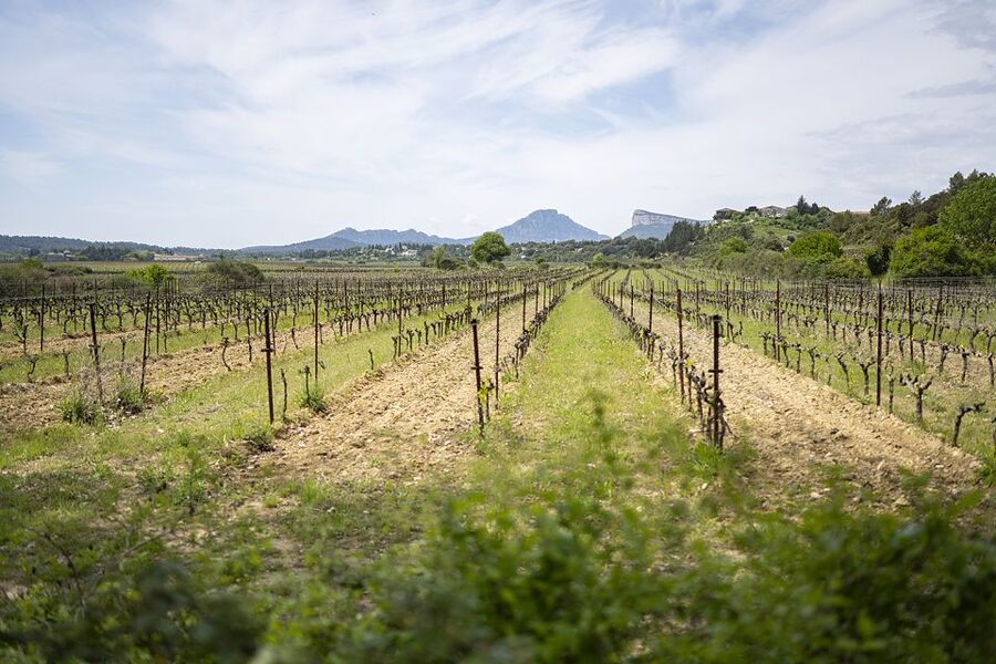 From Montpellier: Half-Day Vineyard & Pic Saint-Loup Tour - Key things to know before you go
