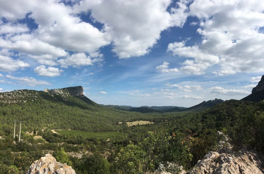 From Montpellier: Half-Day Vineyard & Pic Saint-Loup Tour - What You’ll Taste in Languedoc (and How Variety Shows Up)