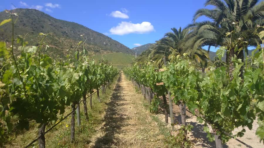 From Santiago: Isla Negra, Pablo Neruda Museum & Winery Tour - After Neruda: Isla Negra’s pace, then a change of scenery