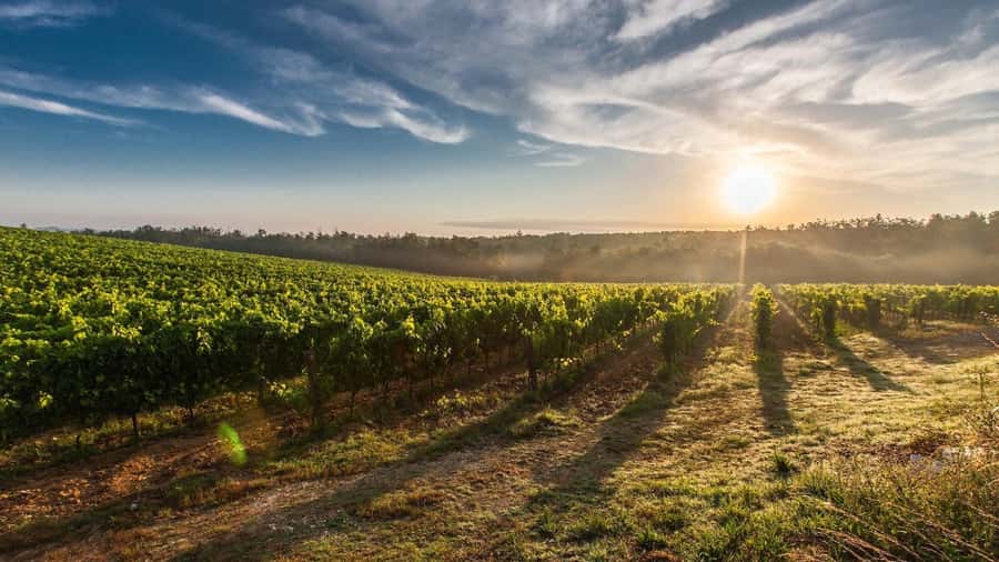 From Santiago: Isla Negra, Pablo Neruda Museum & Winery Tour - Maipo Valley winery visit: the family story behind the tasting